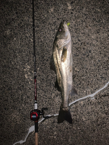 シーバスの釣果