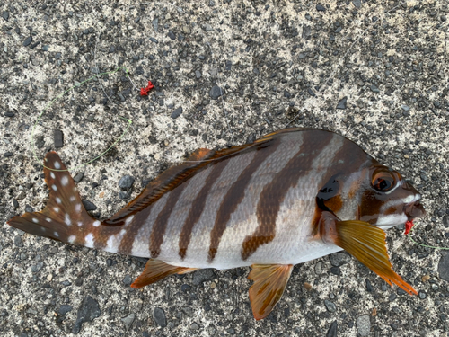 タカノハダイの釣果