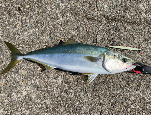 メジロの釣果