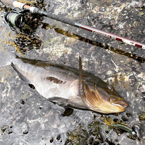 アイナメの釣果