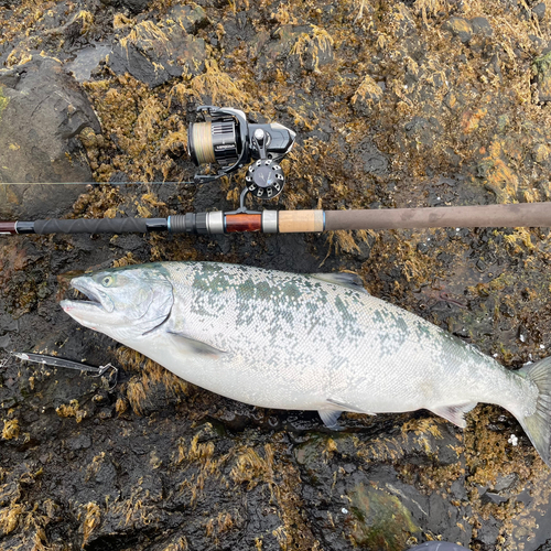 サクラマスの釣果