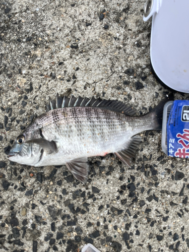 クロダイの釣果