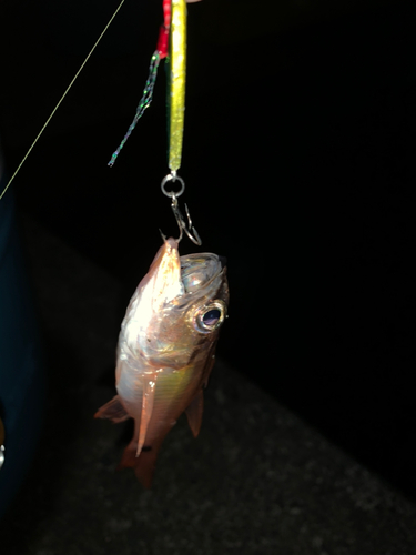 ネンブツダイの釣果