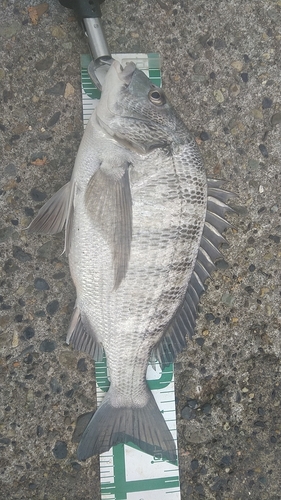 クロダイの釣果