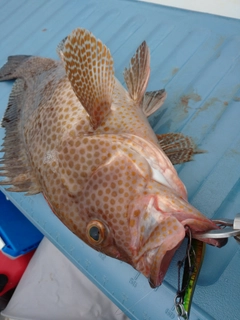 オオモンハタの釣果