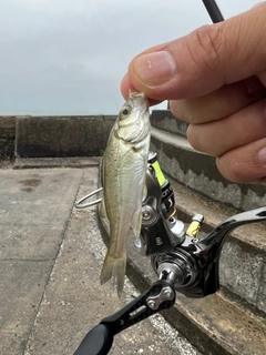 セイゴ（タイリクスズキ）の釣果