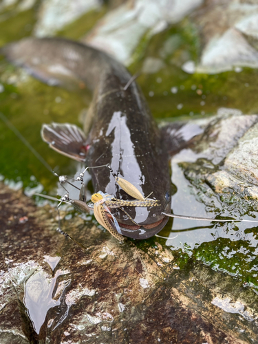 ナマズの釣果