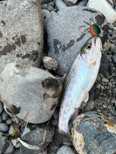 レインボートラウトの釣果