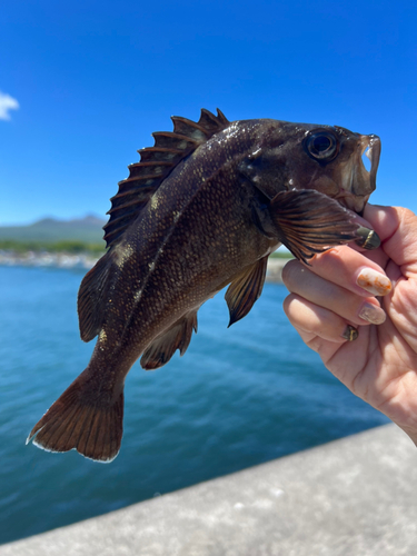 エゾメバルの釣果