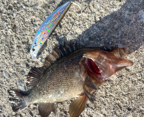 エゾメバルの釣果