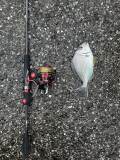 ヘダイの釣果