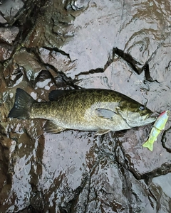 スモールマウスバスの釣果