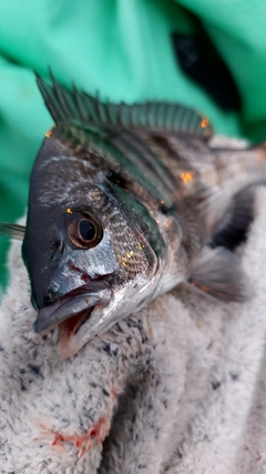 キビレの釣果