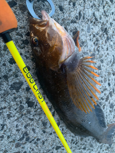 アイナメの釣果