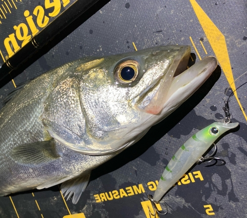 シーバスの釣果