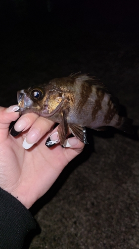 メバルの釣果