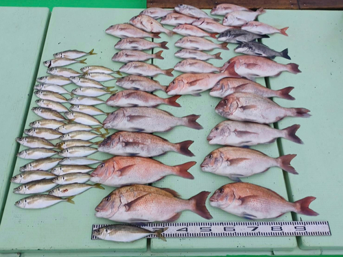 タイの釣果