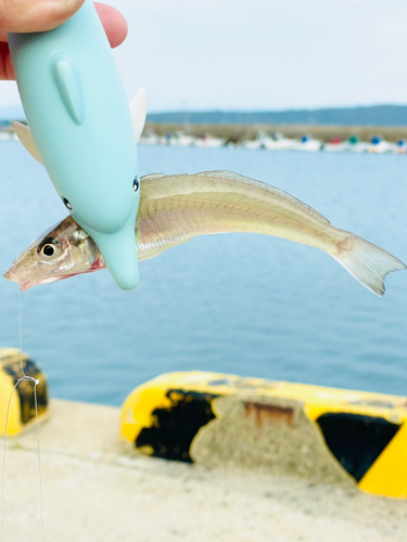 キスの釣果