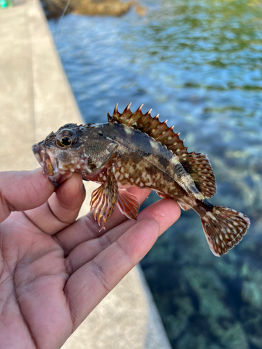 ネンブツダイの釣果