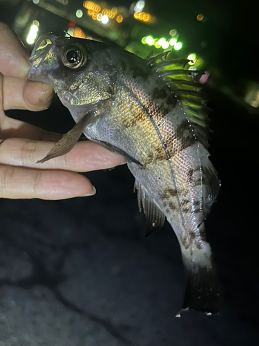 メバルの釣果