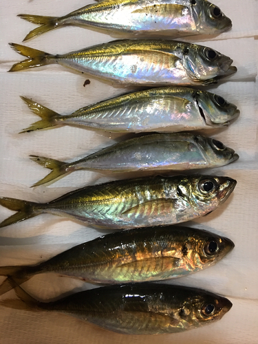 アジの釣果