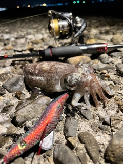 コウイカの釣果