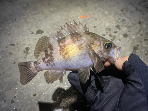 メバルの釣果