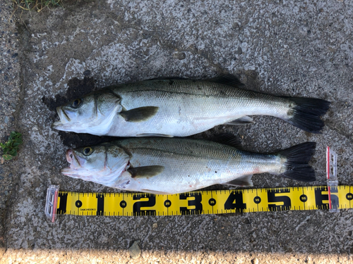 スズキの釣果