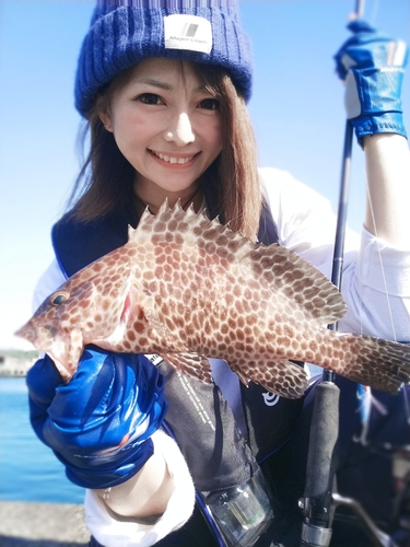 オオモンハタの釣果