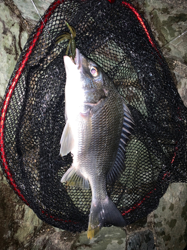 キビレの釣果