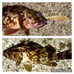 タケノコメバルの釣果
