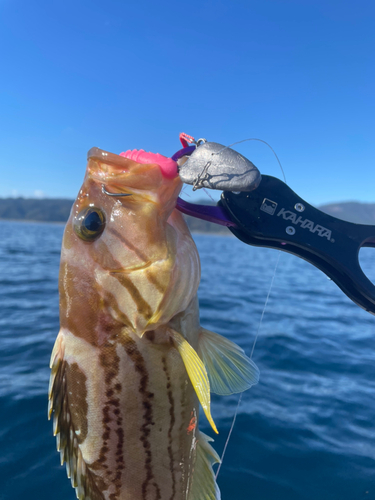 イヤゴハタの釣果