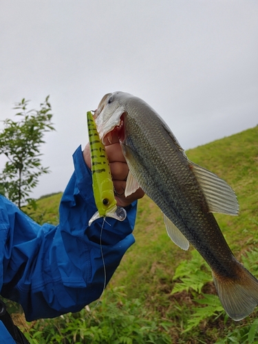 ブラックバスの釣果