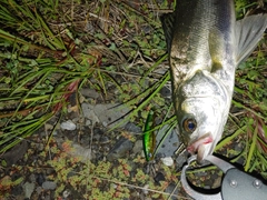 シーバスの釣果