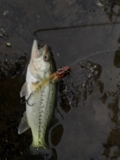 ラージマウスバスの釣果