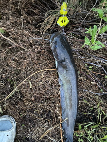 ナマズの釣果