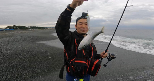 コノシロの釣果