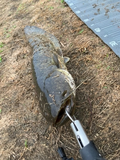 マナマズの釣果