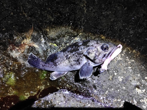 クロソイの釣果