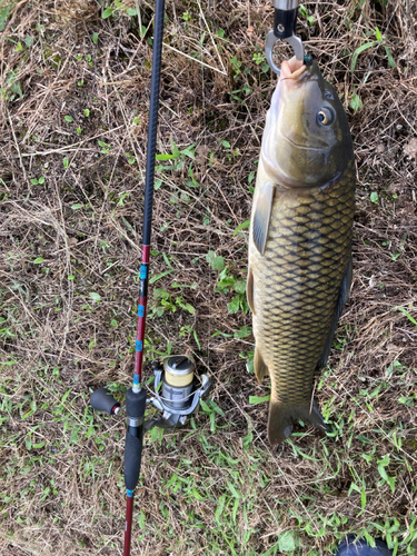 コイの釣果