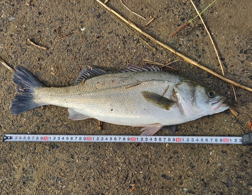 フッコ（マルスズキ）の釣果