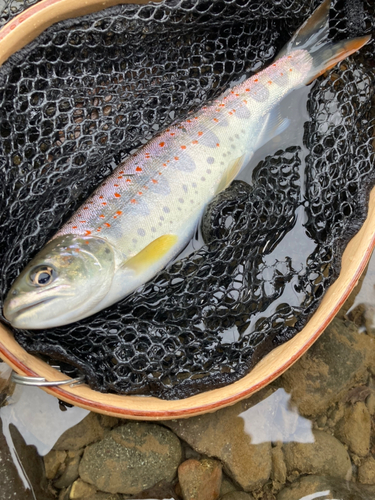 アマゴの釣果