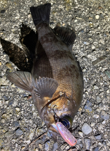 メバルの釣果