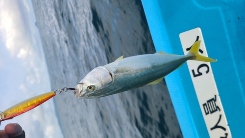 ブリの釣果