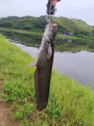 ナマズの釣果