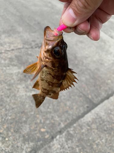 メバルの釣果