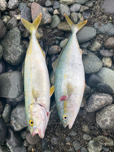 ワカシの釣果