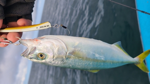 ブリの釣果