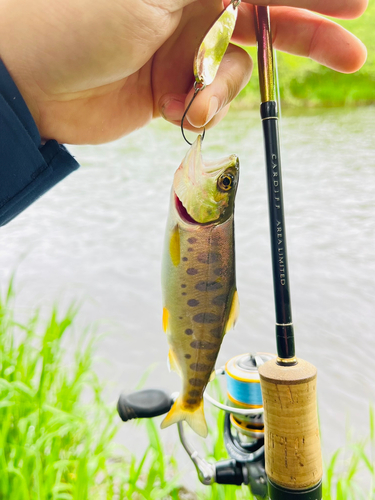 ヤマメの釣果