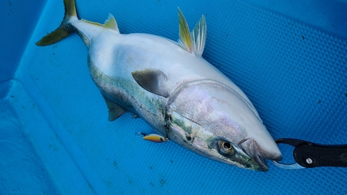 ブリの釣果